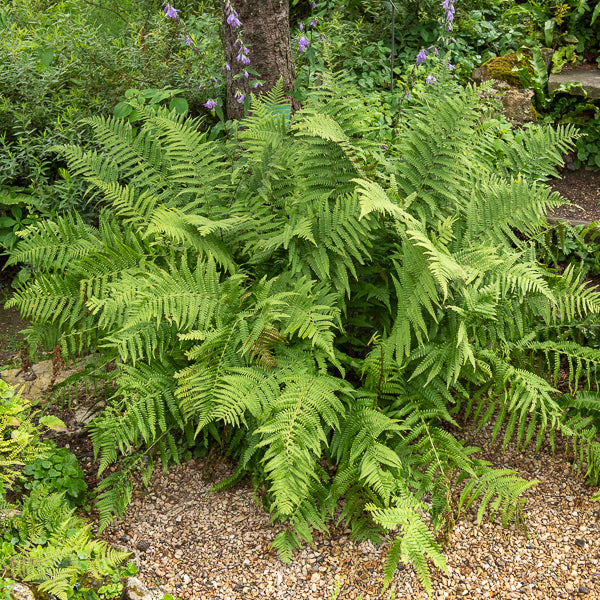 Echter Wurmfarn - Willemse