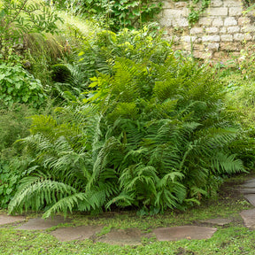 Dryopteris filix-mas - Echter Wurmfarn - Stauden