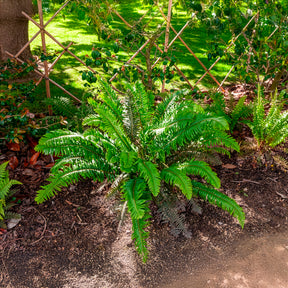 Stauden - Westlicher Schwertfarn - Polystichum munitum