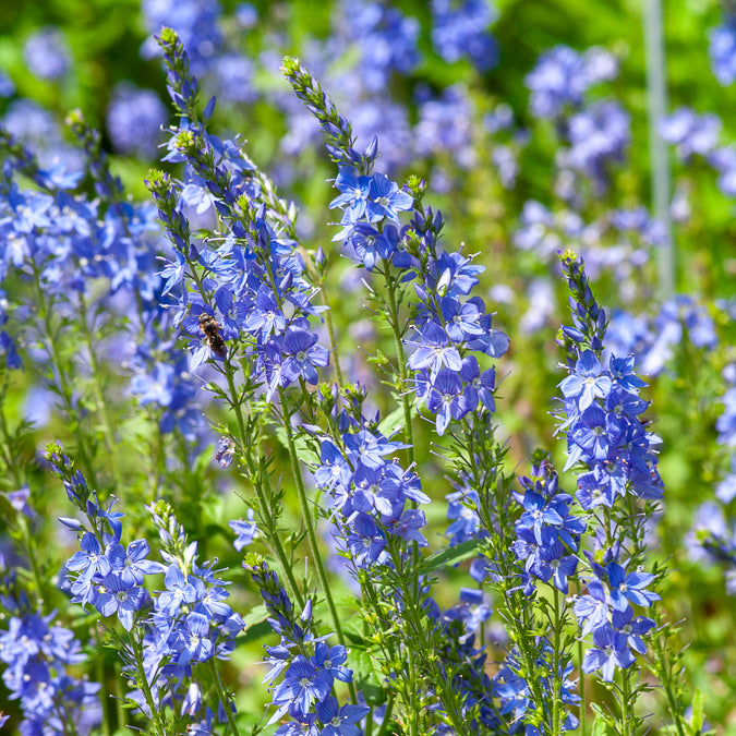 Veronica - Großer Ehrenpreis Royal Blue - Veronica austriaca Royal Blue