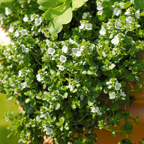 Kriechender Ehrenpreis - Veronica repens - Willemse