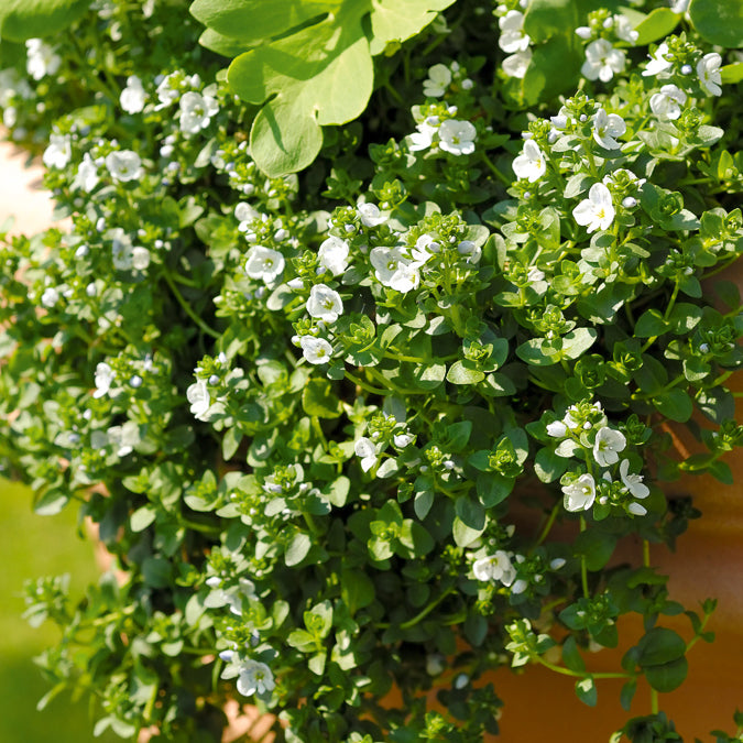 Kriechender Ehrenpreis - Veronica repens - Willemse