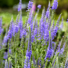 Ähriger Ehrenpreis - Veronica spicata - Willemse