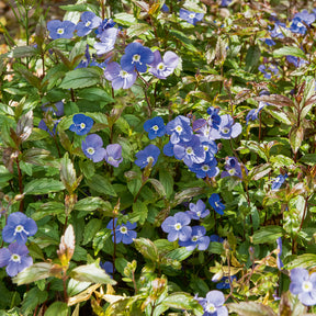 Kriechende Veronika Georgia Blue - Willemse