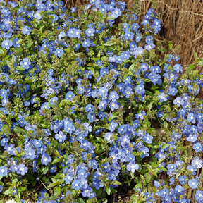 Kriechende Veronika Georgia Blue - Veronica umbrosa Georgia Blue - Willemse
