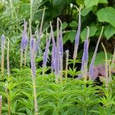 Veronika von Virginia Apollo - Veronicastrum virginicum Apollo - Willemse