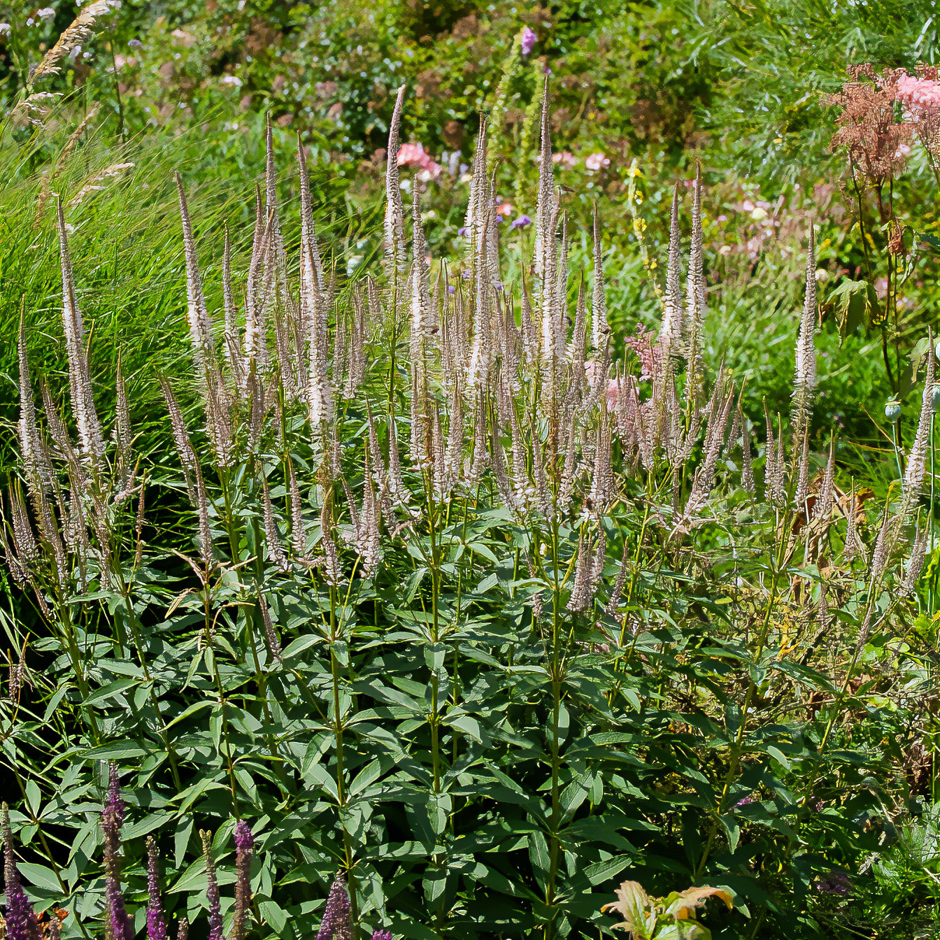 Virginischer Ehrenpreis ‘Roseum’ - Willemse