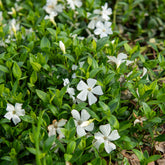 Kleines Immergrün 'Gertrude Jekyll'