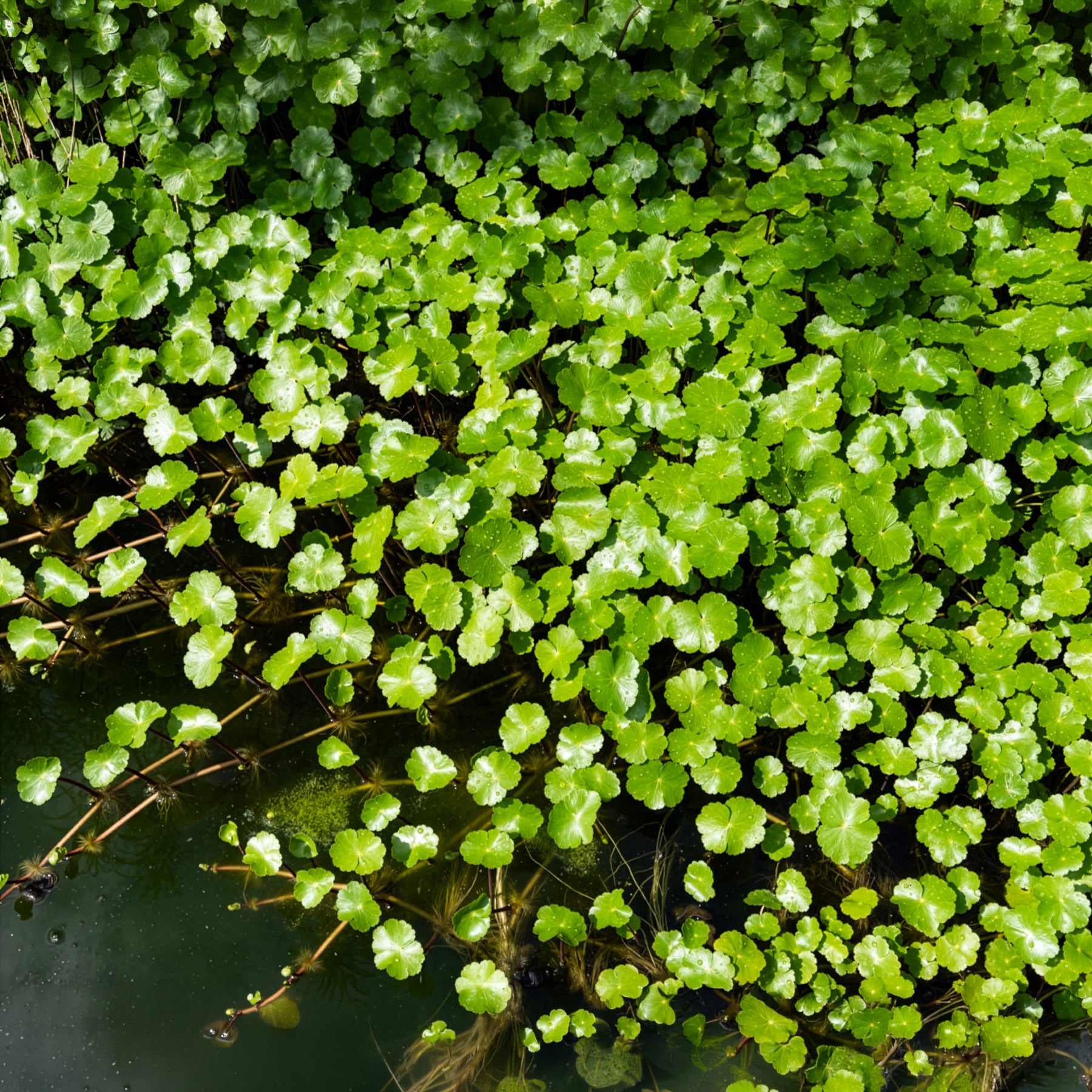 Wassernabel - Willemse