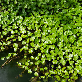 Wassernabel - Willemse