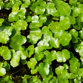Verkauf Wassernabel - Hydrocotyle vulgaris