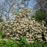 Verkauf Oster-Schneeball - Viburnum burkwoodii