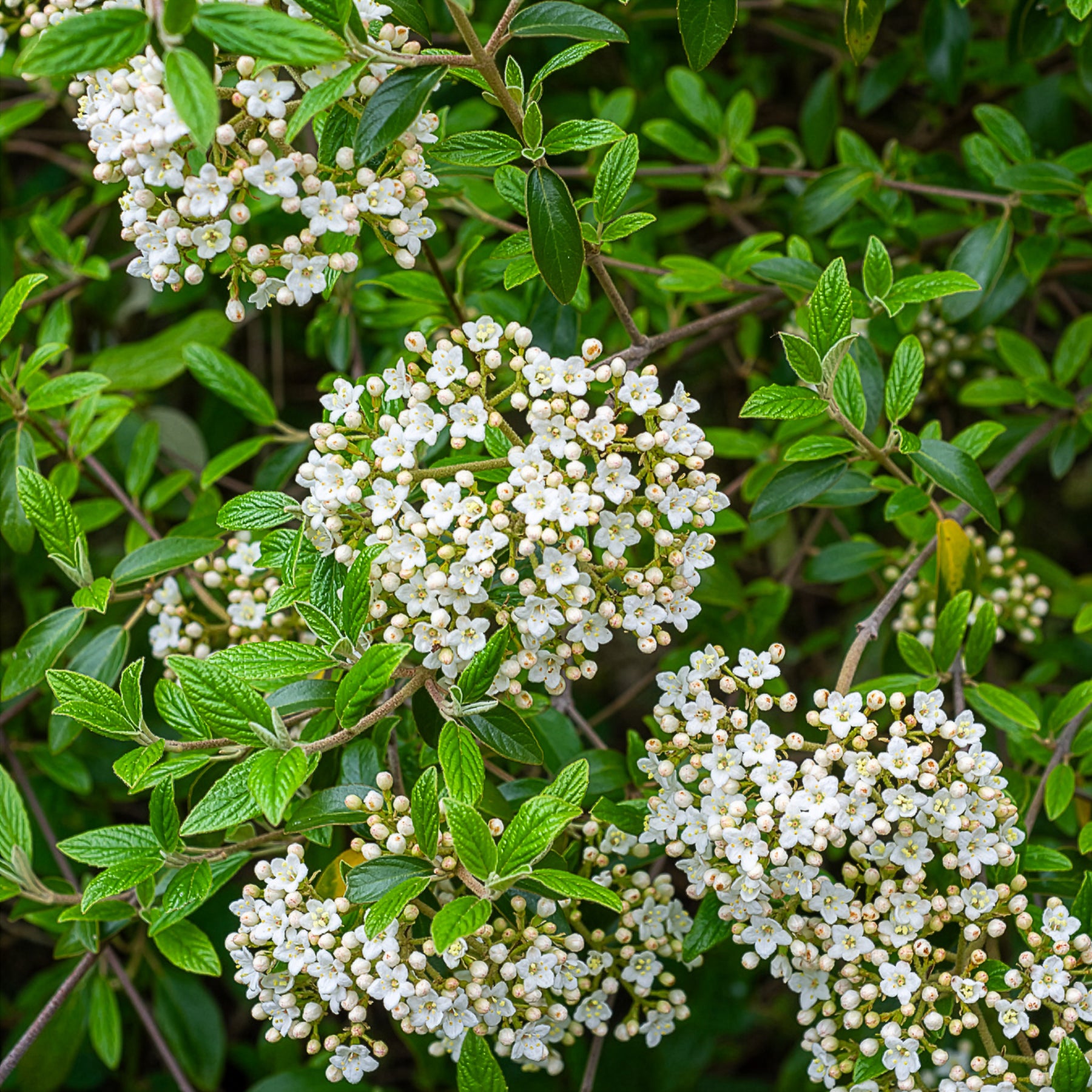 Oster-Schneeball - Viburnum - Willemse