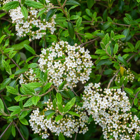 Oster-Schneeball - Viburnum - Willemse