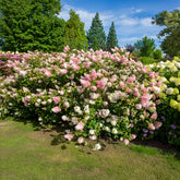 Rispenhortensie Sundae Fraise® Rensun - Hydrangea paniculata Sundae Fraise® Rensun - Willemse