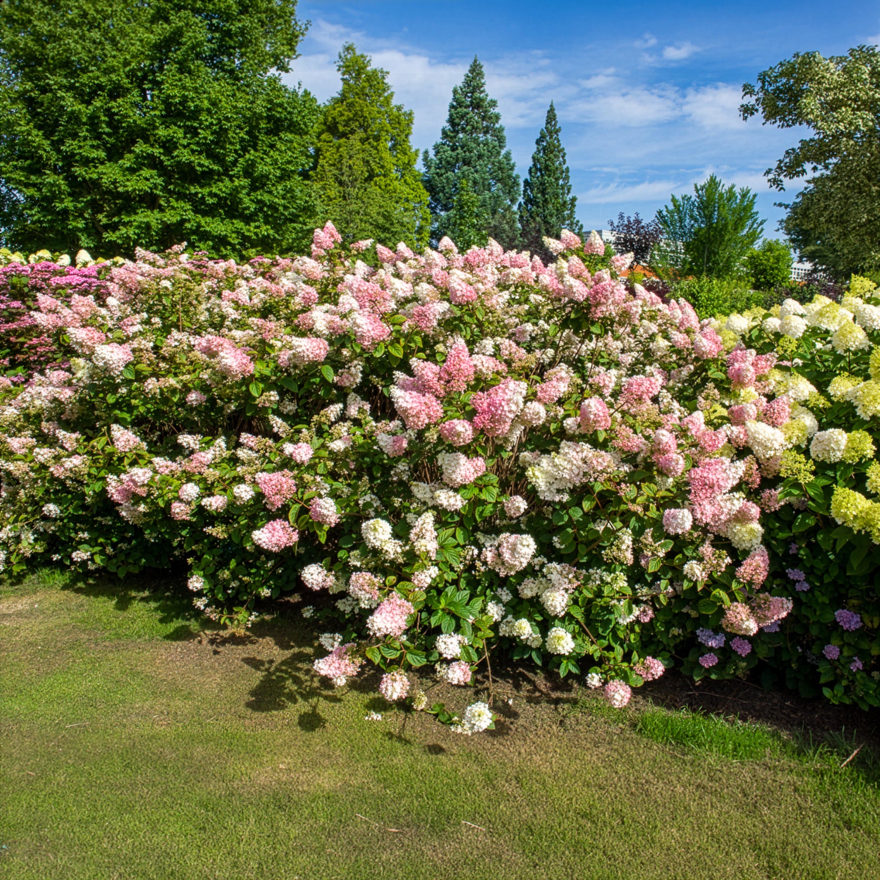 Rispenhortensie Sundae Fraise® Rensun - Hydrangea paniculata Sundae Fraise® Rensun - Willemse