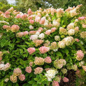 Rispenhortensie - Rispenhortensie Sundae Fraise® Rensun - Hydrangea paniculata Sundae Fraise® Rensun