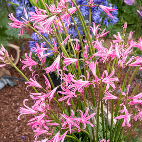 Amarine belladiva aphrodite - Amarine Belladiva Aphrodite (x4) - Frühlingszwiebeln