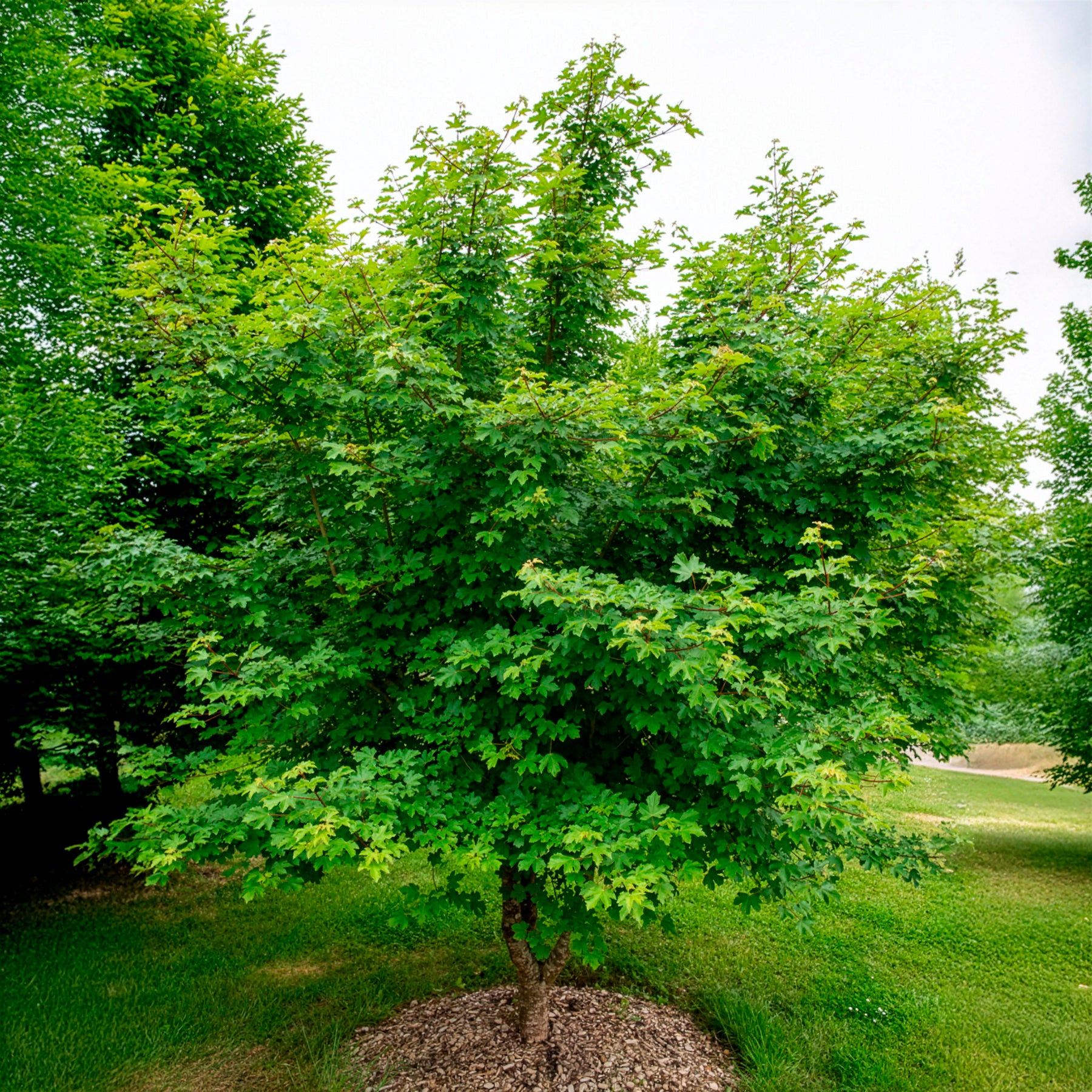 Feldahorn - Acer campestre - Willemse
