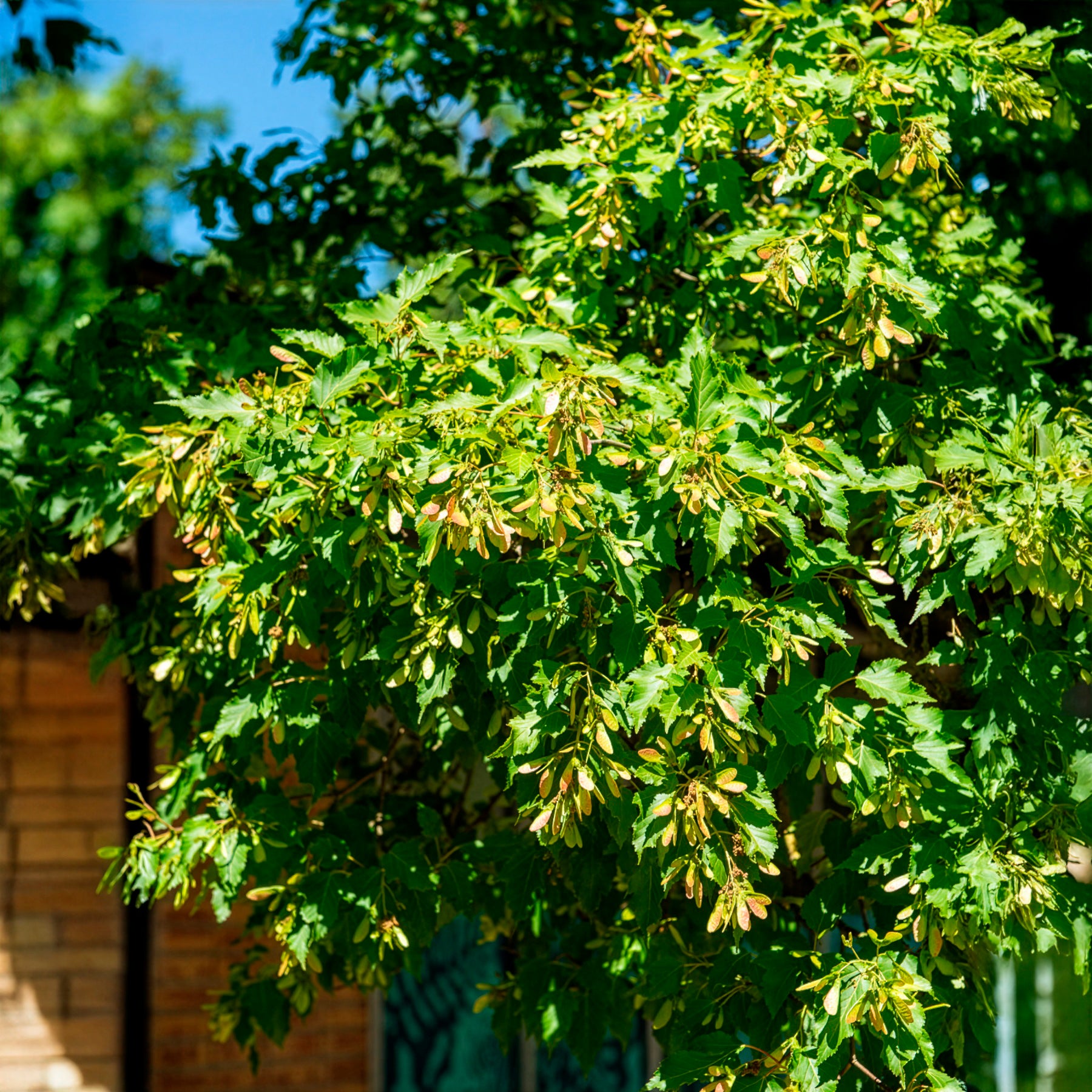 Verkauf Feuerahorn - Ahorn