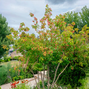 Feuerahorn - Willemse