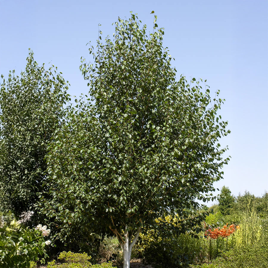 Himalaya-Birke - Willemse