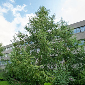 Japanische Lärche - Willemse