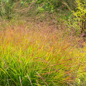 Rispenhirse - Rotbraune Rutenhirse - Panicum virgatum Rehbraun