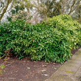 Aucuba japonica variegata - Japanische Aukube - Balkonblumen