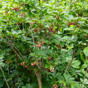 Glocken-Andromede ‘Red Bells’ - Enkianthus campanulatus red bells - Willemse