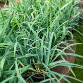 Segge ‘Bunny Blue’ - Carex laxiculmis Bunny Blue - Willemse