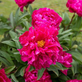 Pfingstrose Felix Crousse - Paeonia felix crousse - Willemse