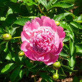 Pfingstrose Monsieur Jules Elie - Paeonia lactiflora Monsieur Jules Elie - Willemse