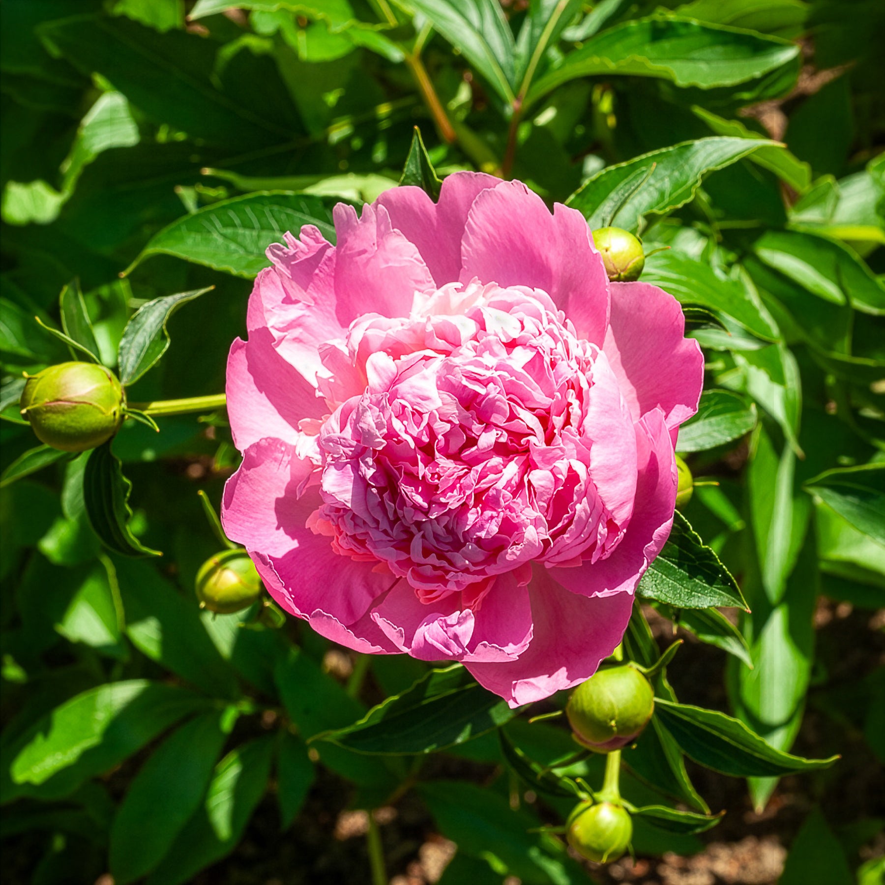 Pfingstrose Monsieur Jules Elie - Paeonia lactiflora Monsieur Jules Elie - Willemse