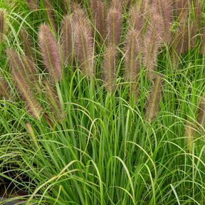 Federborstengras Japonicum - Pennisetum alopecuroides japonicum - Willemse