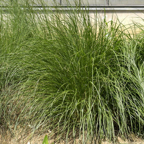 Pennisetum alopecuroides japonicum - Federborstengras Japonicum - Pennisetum