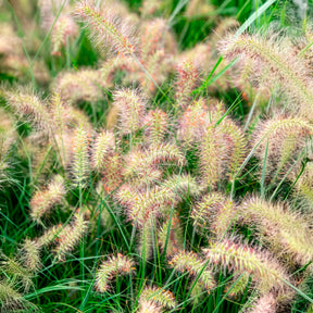 Lampenputzergras Little Bunny - Pennisetum alopecuroides Little Bunny - Willemse