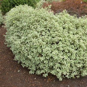 Chinesischer bunte Klebsame - Immergrüne Sträucher - Willemse