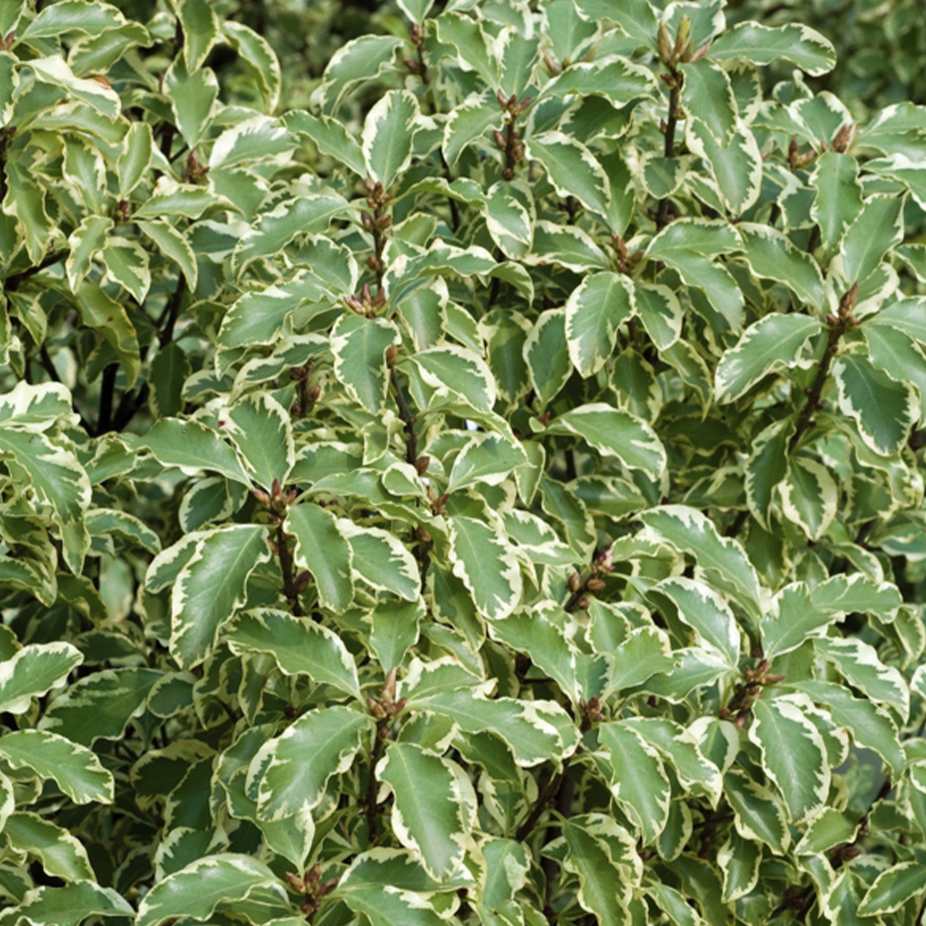 Chinesischer bunte Klebsame - Pittosporum tenuifolium Variegatum - Willemse