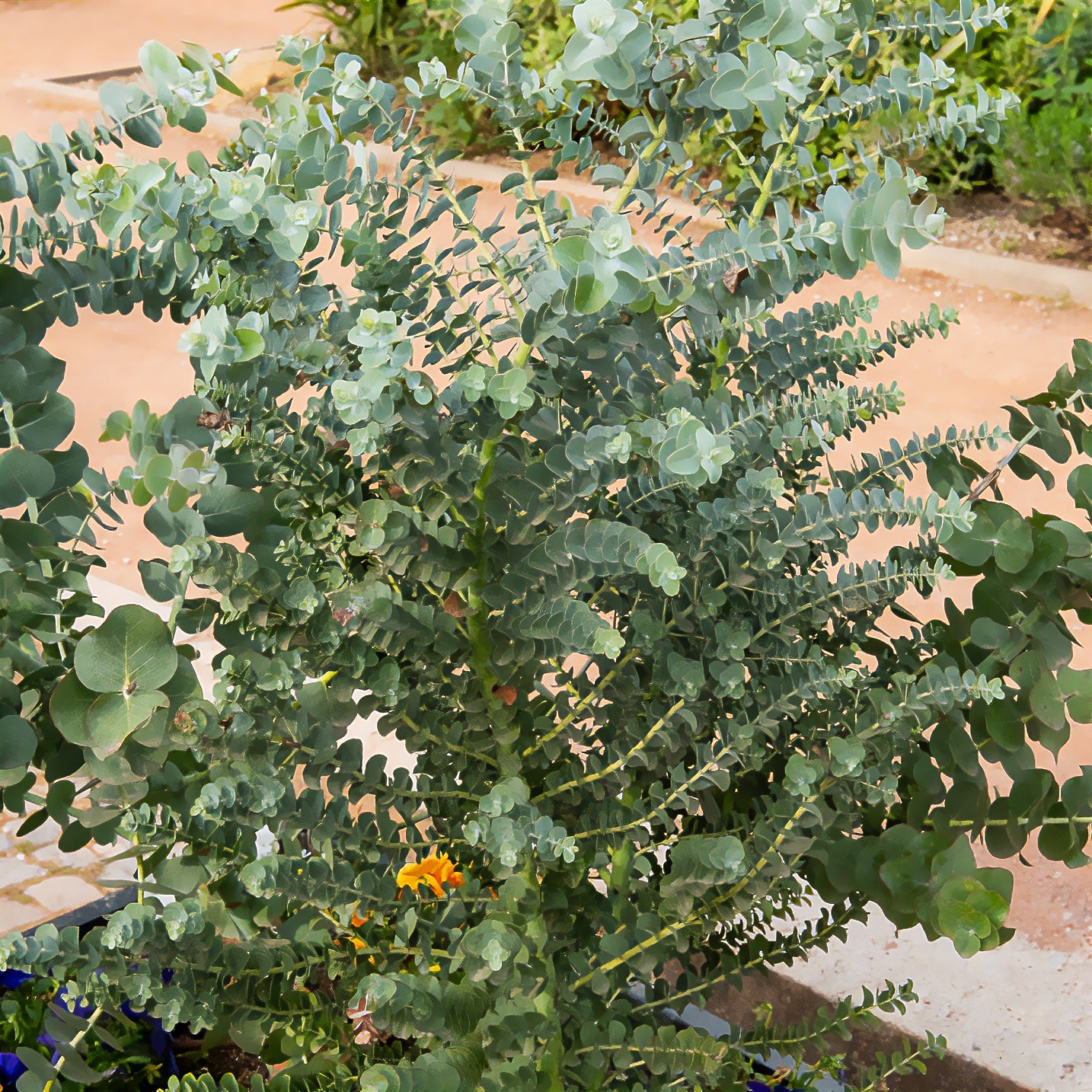 Eukalyptus Silver Dollar - Willemse