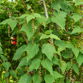 Acer davidii - Schlangenhaut-Ahorn - Ahorn