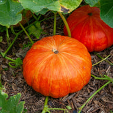 Cucurbita maxima - Kürbis ‘Rouge Vif d’Étampes’ Pflanzen (x3) - Gemüsepflanzen