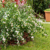 Wachs-Blume mit Duftblüten für Kübel und Beet