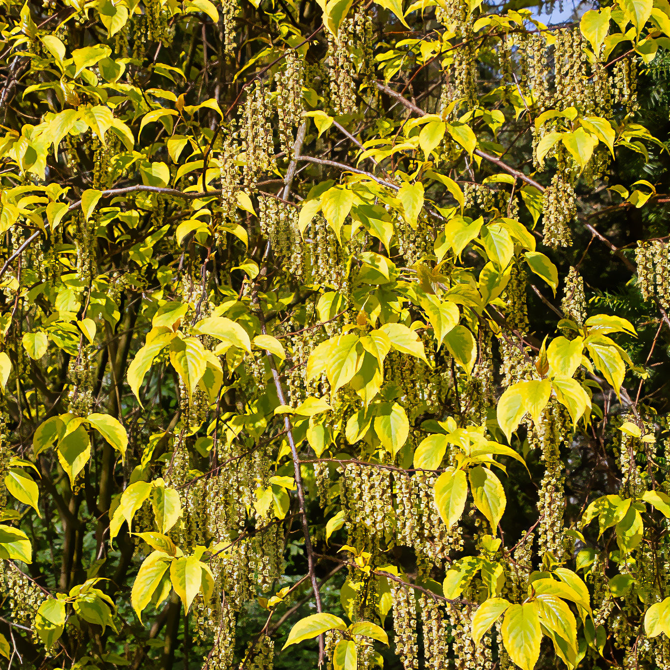 Perlschweif - Stachyurus chinensis Joy Forever - Willemse