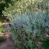Verkauf Strauch-Gamander 'Azureum' - Teucrium fruticans 'azureum'
