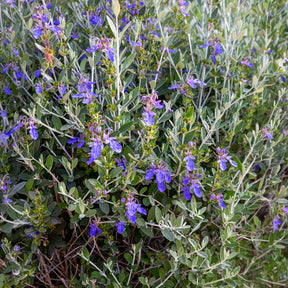 Strauch-Gamander 'Azureum' - Willemse