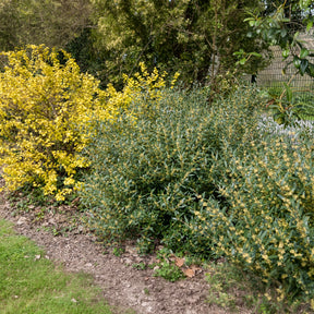 Schmalblättrige Steinlinde - Willemse