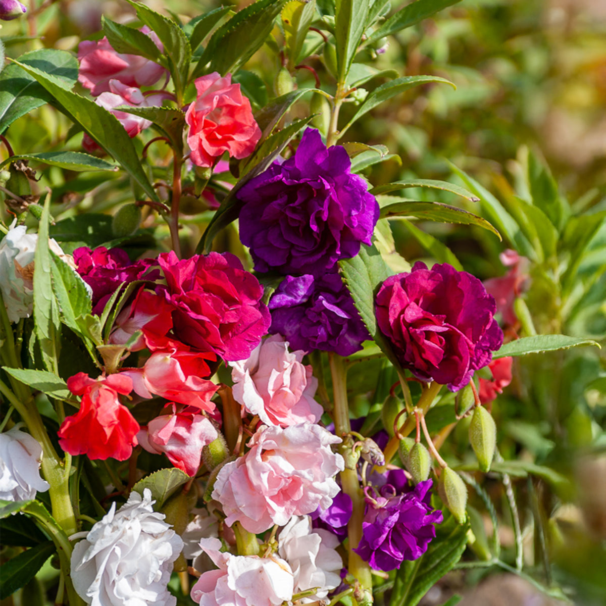 Kamelien-Balsaminen Mischung - Willemse