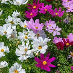 Schmuckkörbchen Sensation Mischung - Willemse