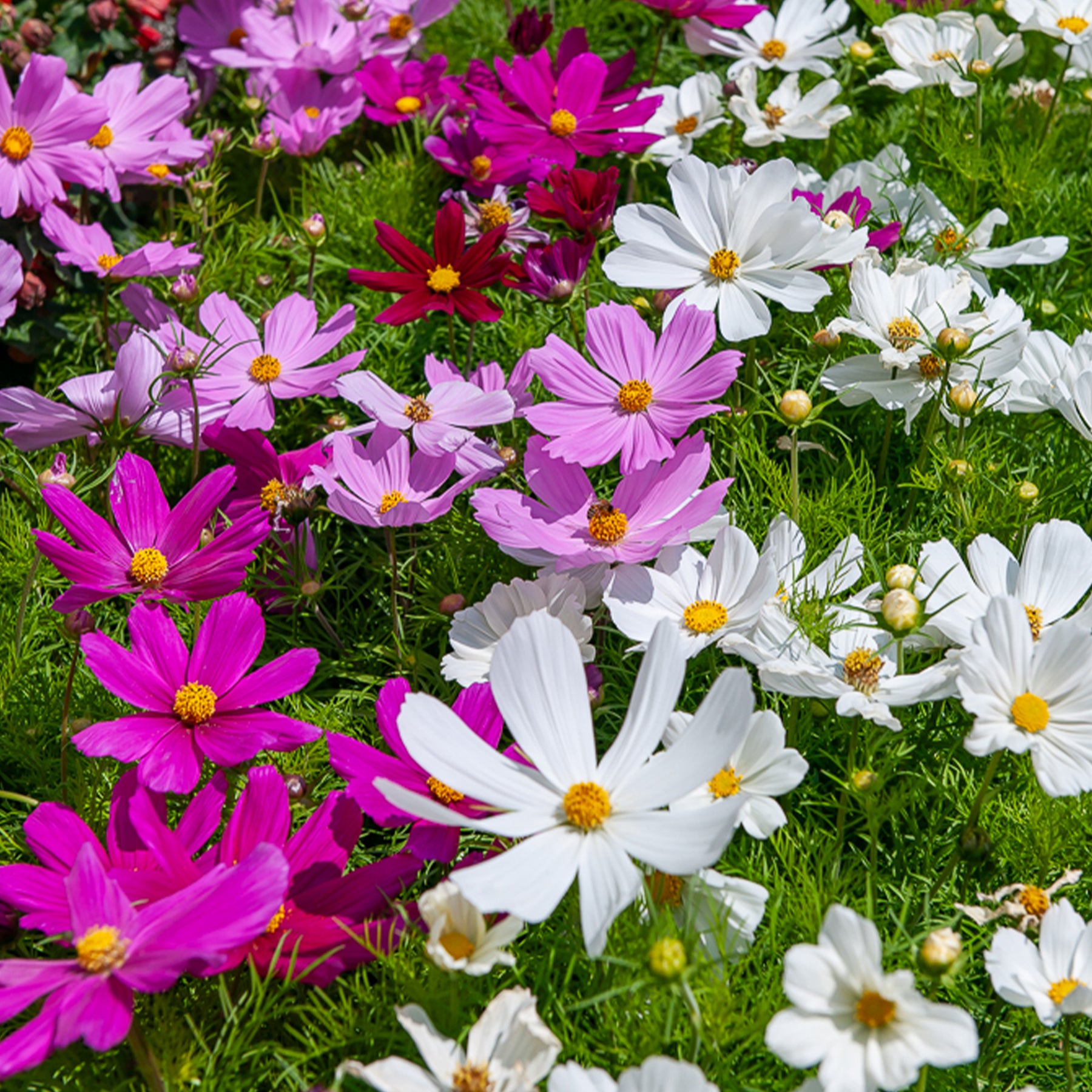 Verkauf Schmuckkörbchen Sensation Mischung - Cosmos bipinnatus